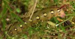Zmrocznik przytuliak (Hyles gallii)