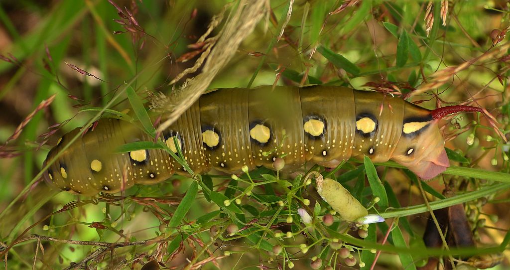 Zmrocznik przytuliak (Hyles gallii)