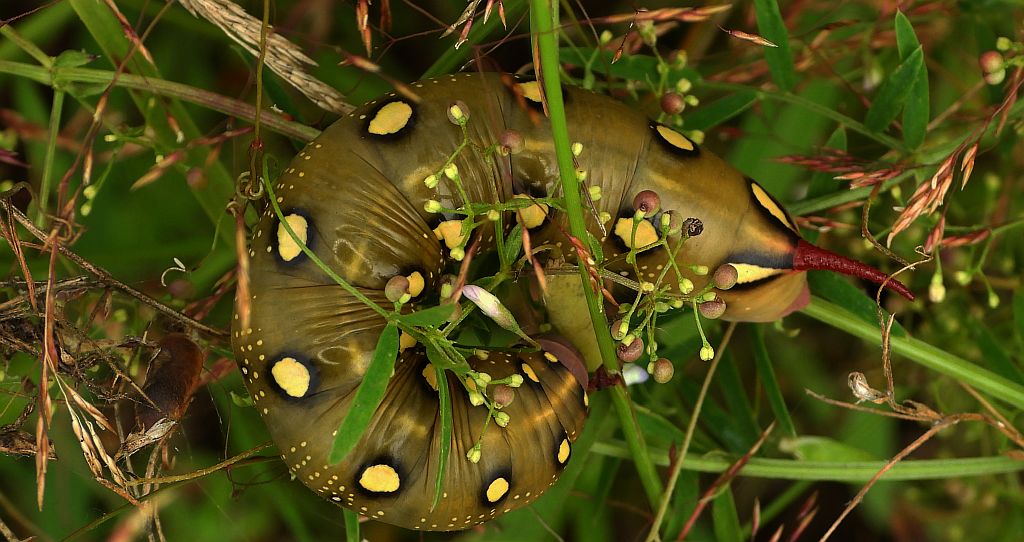 Zmrocznik przytuliak (Hyles gallii)