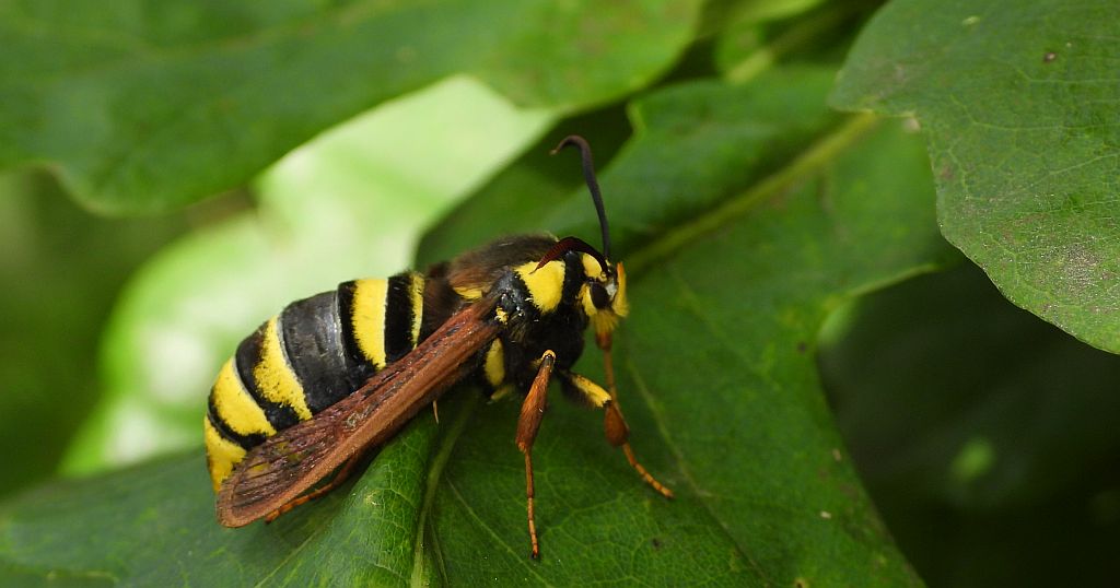 Przeziernik osowiec (Sesia apiformis, Aegeria apiformis)