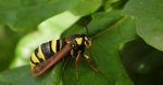 Przeziernik osowiec (Sesia apiformis, Aegeria apiformis)