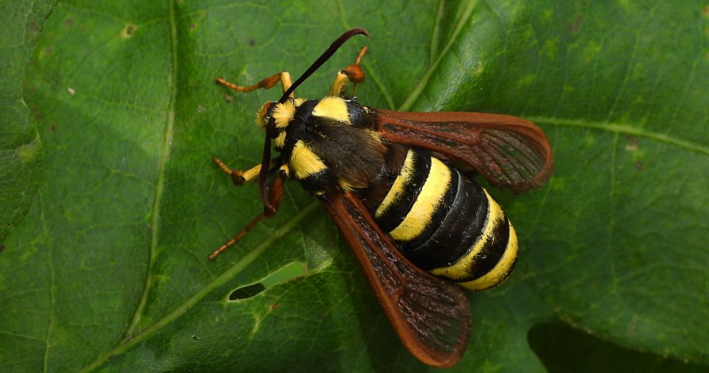 Przeziernik osowiec (Sesia apiformis, Aegeria apiformis)