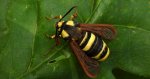Przeziernik osowiec (Sesia apiformis, Aegeria apiformis)