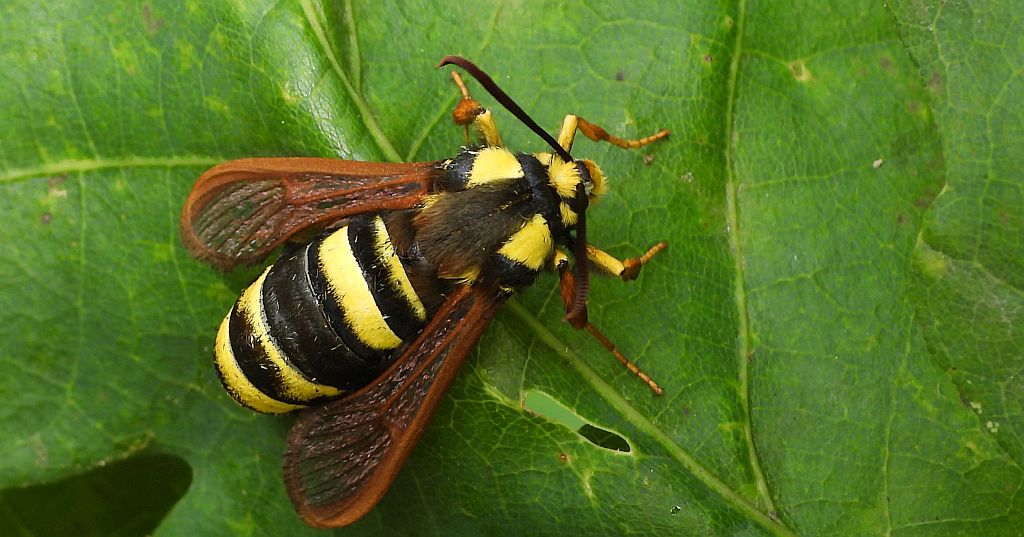 Przeziernik osowiec (Sesia apiformis, Aegeria apiformis)
