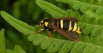 Przeziernik osowiec (Sesia apiformis, Aegeria apiformis)