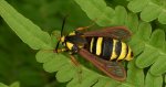 Przeziernik osowiec (Sesia apiformis, Aegeria apiformis)