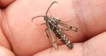 Przeziernik - Pyropteron triannuliformis