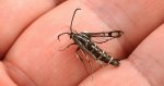 Przeziernik - Pyropteron triannuliformis