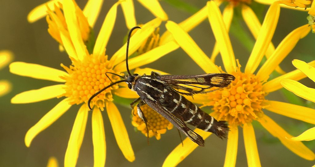 Przeziernik - Pyropteron triannuliformis