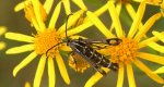Przeziernik - Pyropteron triannuliformis