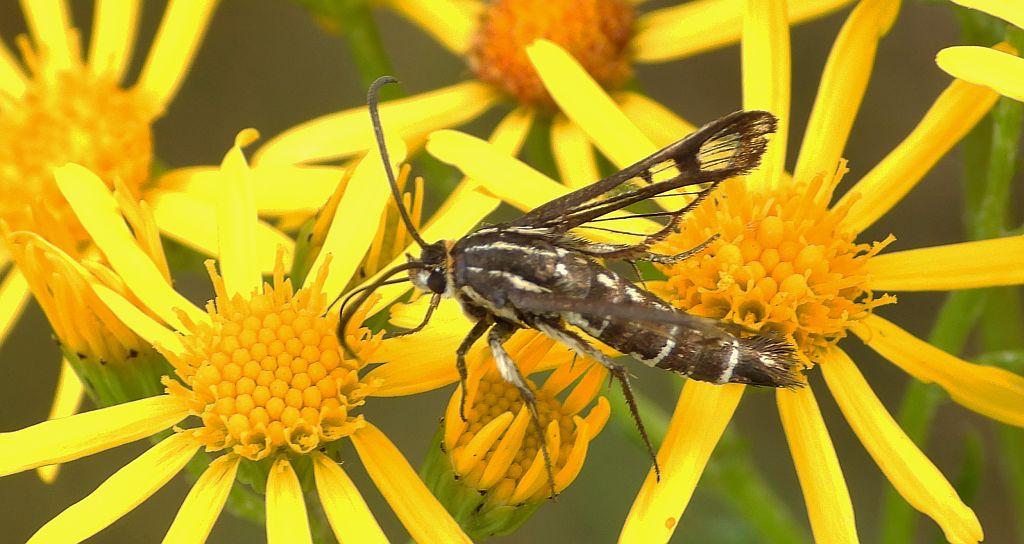 Przeziernik - Pyropteron triannuliformis