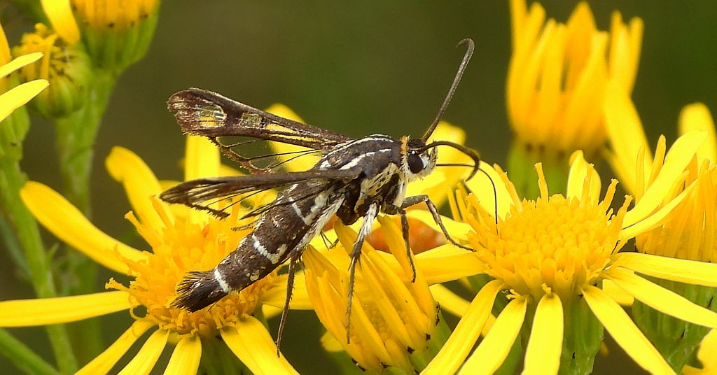 Przeziernik - Pyropteron triannuliformis