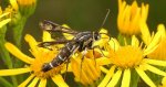 Przeziernik - Pyropteron triannuliformis