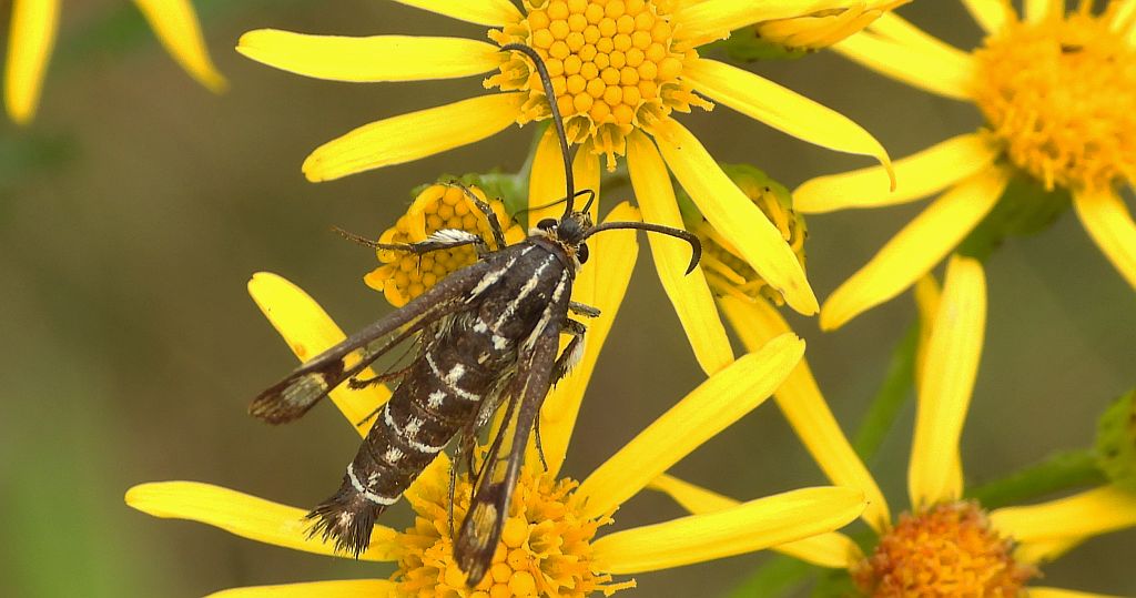 Przeziernik - Pyropteron triannuliformis