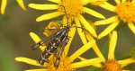 Przeziernik - Pyropteron triannuliformis
