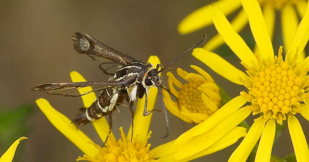 Przeziernik - Pyropteron triannuliformis