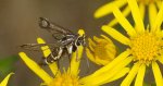 Przeziernik - Pyropteron triannuliformis