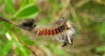 Brudnica nieparka (Lymantria dispar)