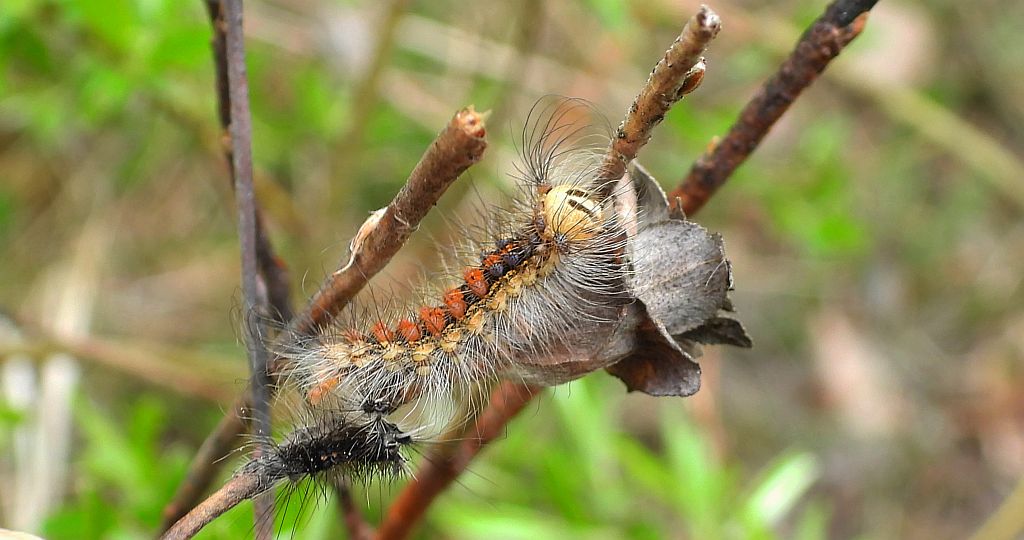 Brudnica nieparka (Lymantria dispar)