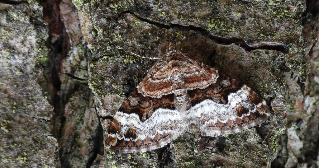 Paśnik dwurzeczek (Xanthorhoe biriviata)