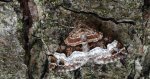 Paśnik dwurzeczek (Xanthorhoe biriviata)