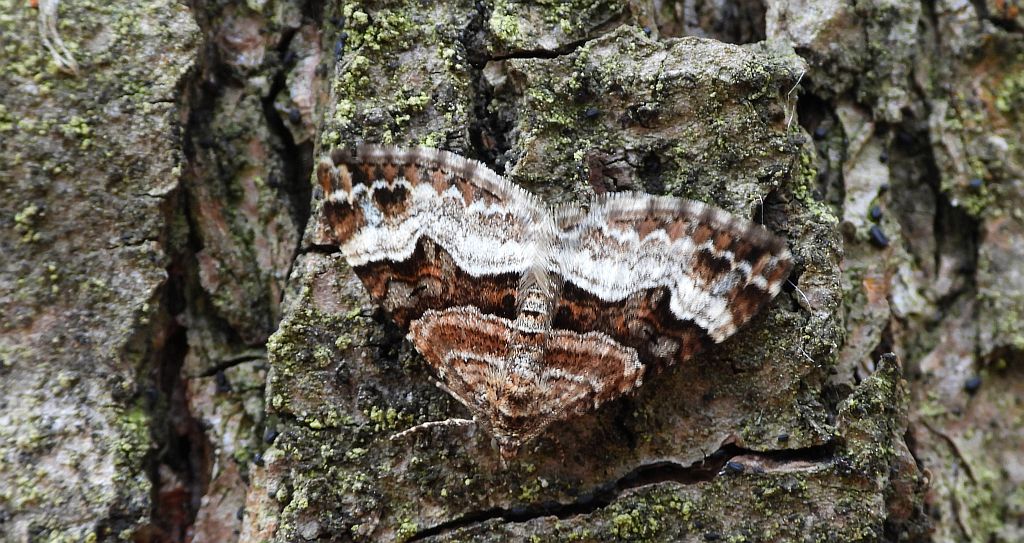 Paśnik dwurzeczek (Xanthorhoe biriviata)