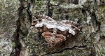 Paśnik dwurzeczek (Xanthorhoe biriviata)