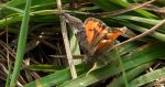 Bęsica kwietniówka (Archiearis parthenias)