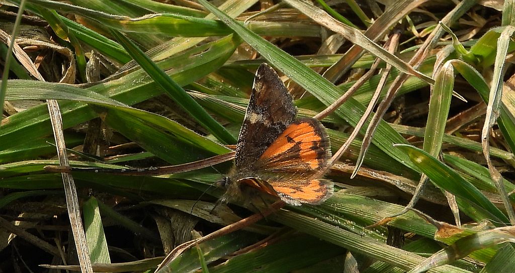 Bęsica kwietniówka (Archiearis parthenias)