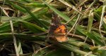 Bęsica kwietniówka (Archiearis parthenias)