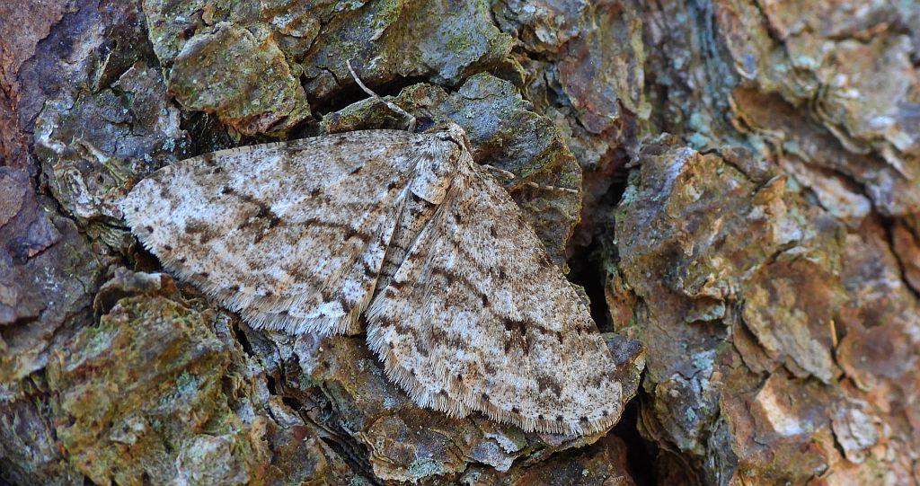 Przylepek zgodniak (Paradarisa consonaria)