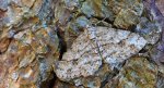 Przylepek zgodniak (Paradarisa consonaria)