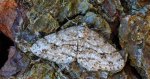 Przylepek zgodniak (Paradarisa consonaria)