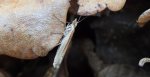 Przedstawiciel Gelechiidae – Skośnikowatych