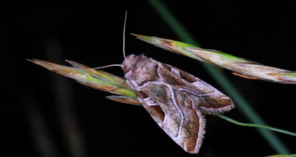 Najemka dziewica (Eucarta virgo)