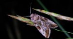 Najemka dziewica (Eucarta virgo)