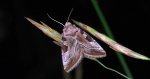 Najemka dziewica (Eucarta virgo)