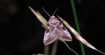 Najemka dziewica (Eucarta virgo)