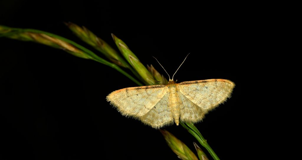 Krocznik pokorniak (Idaea humiliata)