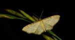 Krocznik pokorniak (Idaea humiliata)