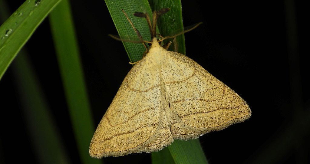 Polypogon tentacularia