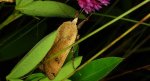 Rolnica tasiemka (Noctua pronuba)