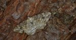 Przylepek zgodniak (Paradarisa consonaria)