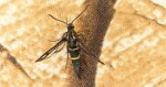 Przeziernik jodłowiec (Synanthedon cephiformis)