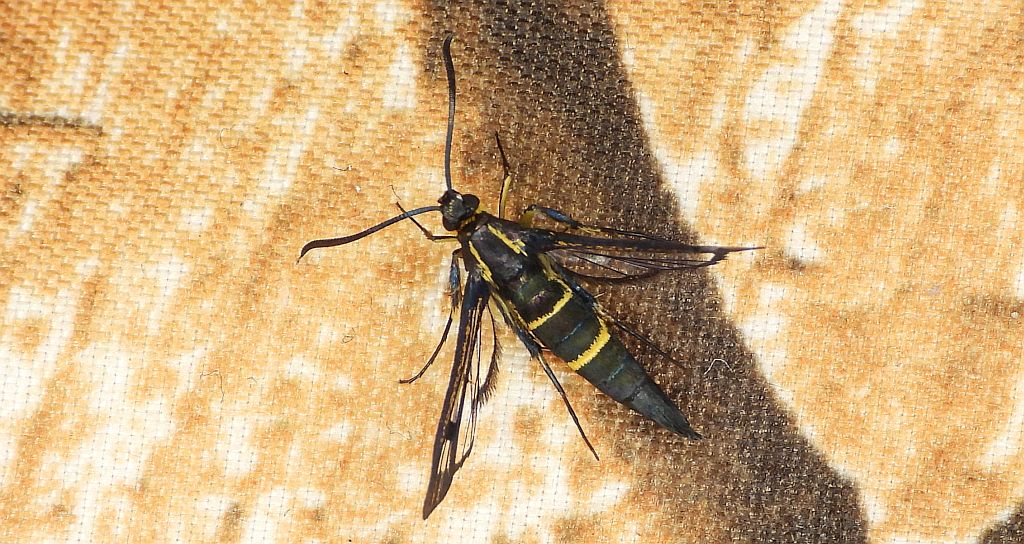 Przeziernik jodłowiec (Synanthedon cephiformis)