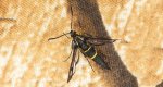 Przeziernik jodłowiec (Synanthedon cephiformis)