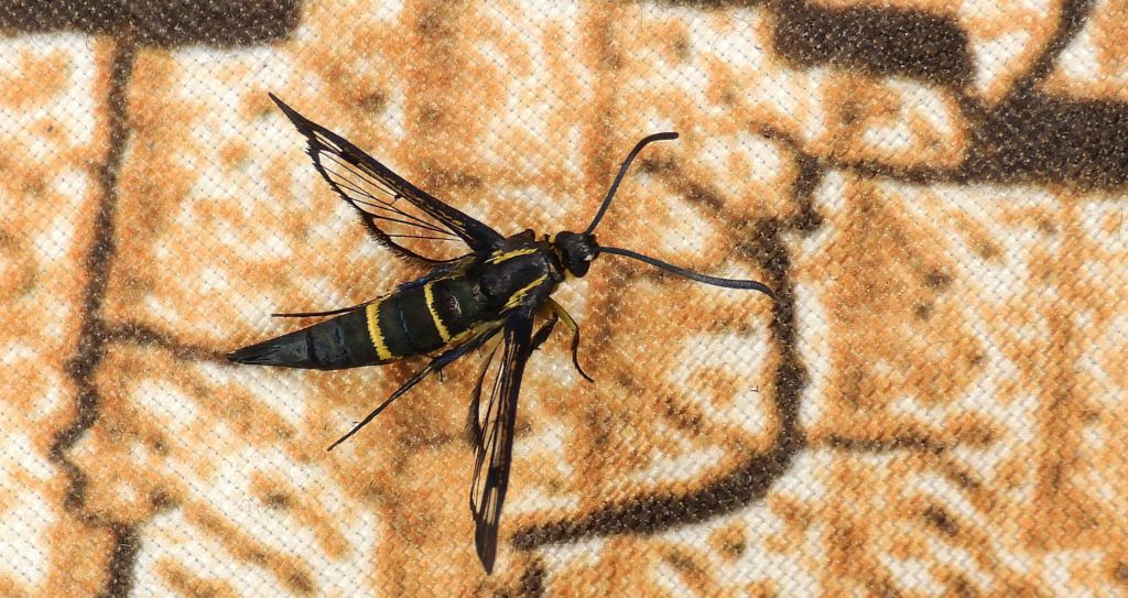 Przeziernik jodłowiec (Synanthedon cephiformis)