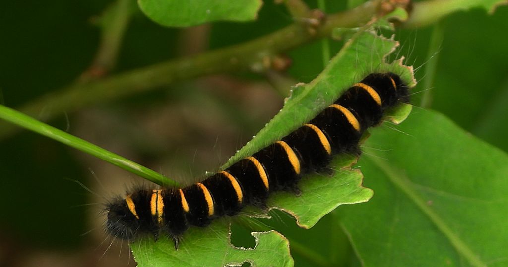 Barczatka malinówka (Macrothylacia rubi)