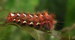 Wieczernica szczawiówka (Acronicta /Viminia/ rumicis)
