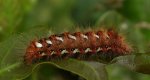 Wieczernica szczawiówka (Acronicta /Viminia/ rumicis)